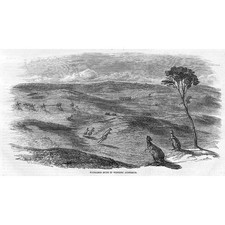 Listing image for AUSTRALIA Kangaroo Hunt in Western Australia - Antique Print 1857